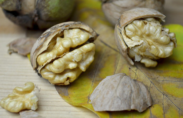 Fresh Walnut autumn time
