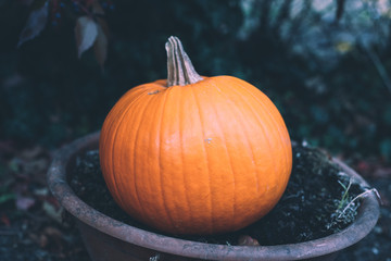 Pumpkin as a symbol of autumn.