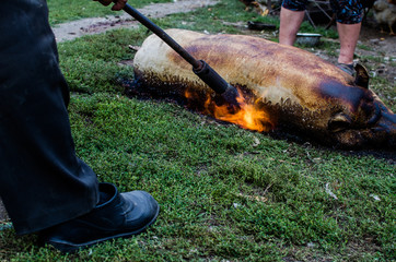 Pig slaughter in contryside Russia is an old tradition. A pig was enough for a family during winter.
