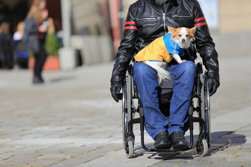 Pies na kolanach mężczyzny jadącego na wózku inwalidzkim. - obrazy, fototapety, plakaty