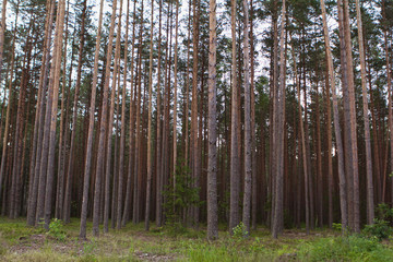 pinery background. natural wooden resource bakcgorund.