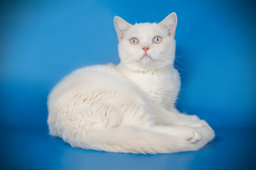 Scottish straight shorthair cat on colored backgrounds