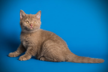Scottish straight shorthair cat on colored backgrounds