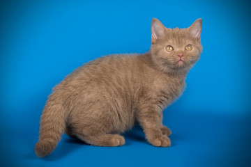 Scottish straight shorthair cat on colored backgrounds