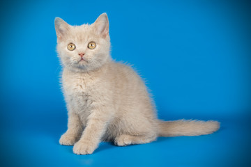 Scottish straight shorthair cat on colored backgrounds