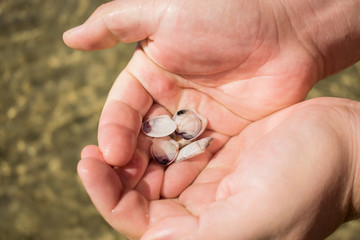 Sea shells in man's hands. Sea shore and waves