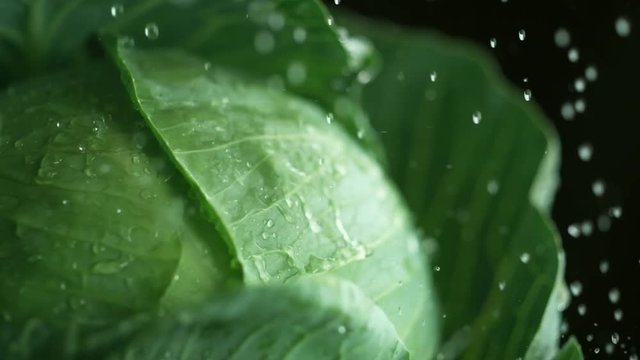 Loop of Water droplets on broccoli. Shot with high speed camera, phantom flex 4K. Slow Motion. Loop 2 of 2.