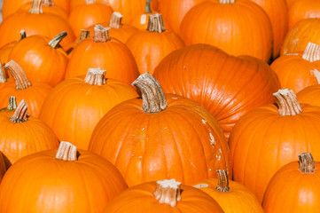 Kürbisse, oranger Kürbis, Kürbisernte, Kürbismarkt, Kürbisbauer, Kürbisdekoration, Herbst, Herbstsonne, Schweiz