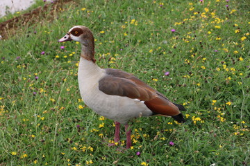 Egyptian Goose