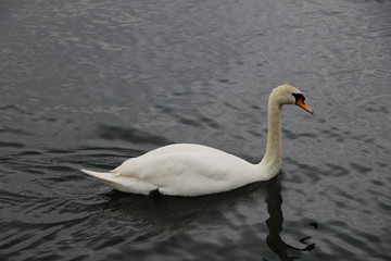 White Swan