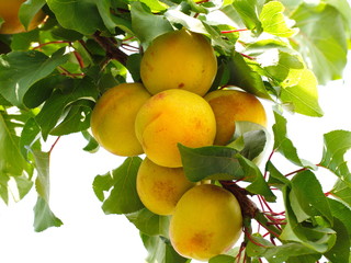 apricot fruit