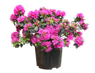 Rhododendron rose en pot