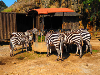 Fototapeta na wymiar View of a group of zebras