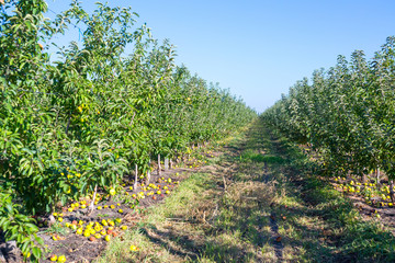 Fruit apple orchard with ripe apples on apple trees branches. Infinite perspective endless rows of plants in a large agricultural farm.