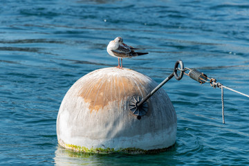 Kleine Möwe auf großer Boje