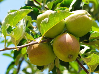 sour apple fruit