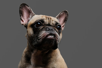 Close-up photo of a growling pug on gray background.