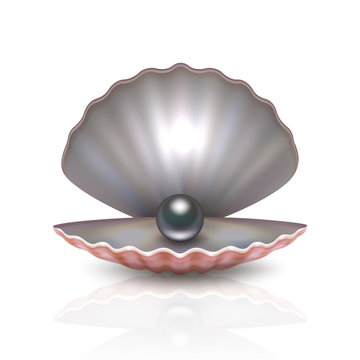 Vector realistic 3d beautiful natural opened pearl shell with black pearl inside icon close-up isolated on white background with reflection. Design template of seashells for graphics. Front view