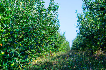 Fruit apple orchard with ripe apples on apple trees branches. Infinite perspective endless rows of plants in a large agricultural farm.