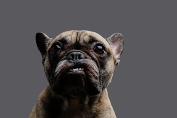 Close-up photo of a growling pug on gray background.