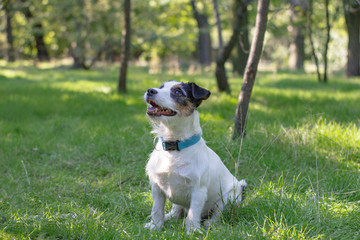 jack russell terrier play in the summer park on the green grass