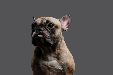 Close-up photo of a growling pug on gray background.
