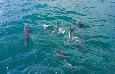 Wild dolphins playing in the water in the Bay of Islands, New Zealand