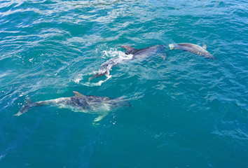 Obraz premium Dzikie delfiny bawiące się w wodzie w Bay of Islands w Nowej Zelandii