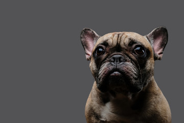 Obraz premium Close-up photo of a sad pug on a gray background.