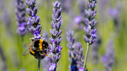 A bee swarm purple lavender flower in a blurred focus lavender field.