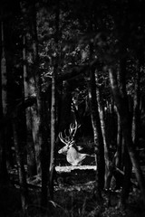 cerf cervidé brame mammifère sauvage tronc arbre forêt contre jour clair obscur roi chasse noir...