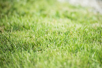 Background of light green fresh grass, soft focus