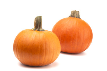 Perfect Pumpkins For Making into a Pie