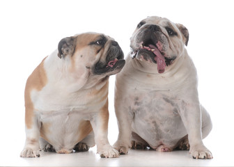Obraz premium male and female bulldog puppies