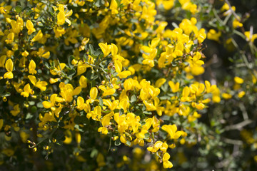 yellow flowers of Genet