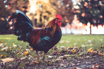 Rooster in park