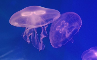 jellyfish in water