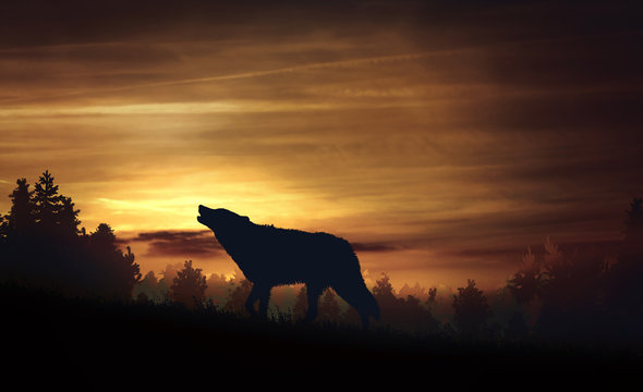 Wolf howling in the woods at twilight