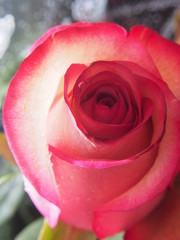 Close-up of rose Bud petals pink. Delicate flowers.
