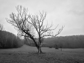 Tree in grey