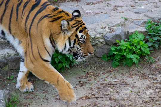 Tiger walking on a summer day