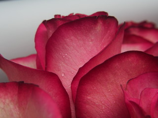Close-up of rose Bud petals pink. Delicate flowers.