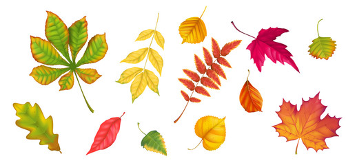 Autumn leafs of various trees realistic