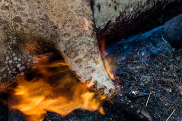 Cooking pig hooves on fire close-up
