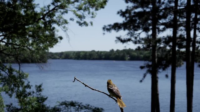 Male oriole shoves aside female oriole on a branch.