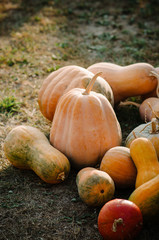Different varieties and sizes of pumpkin on the ground. Copy space for your text.