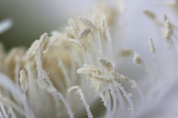 indoor plant white blossoming old cactus echinopsis tubiflora on a light background. stamens inside the flower. macro