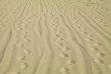 Man's footprints on the beach after cleaning