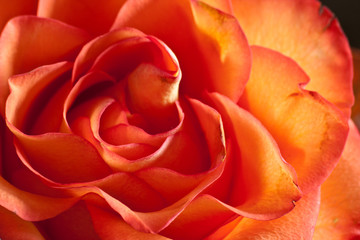 Beautiful red and yellow rose