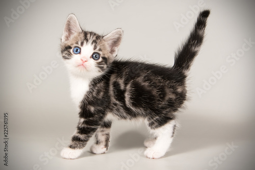 American Shorthair Cat On Colored Backgrounds Stock Photo And
